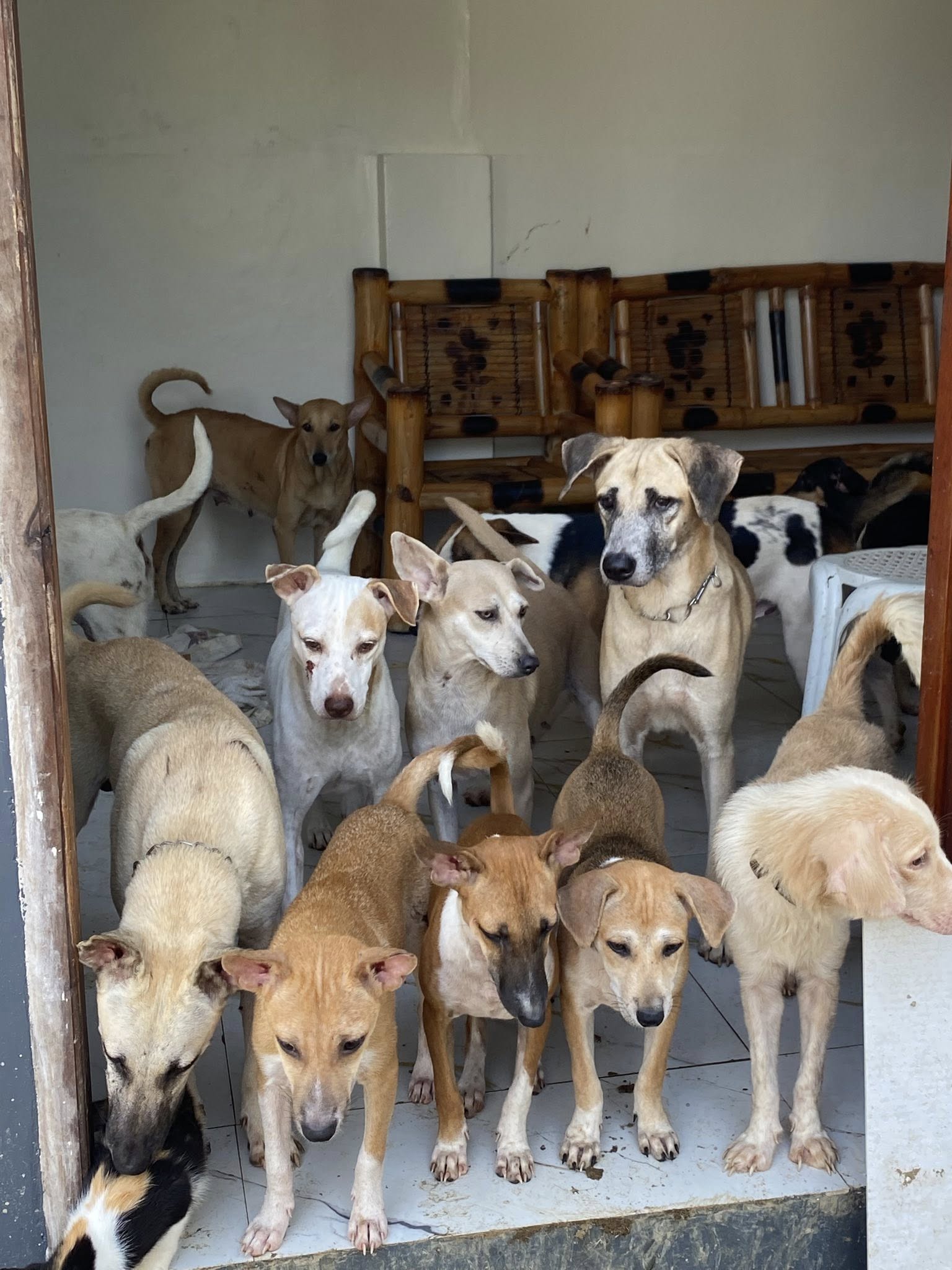 Dogs Shelter - Stray Matters