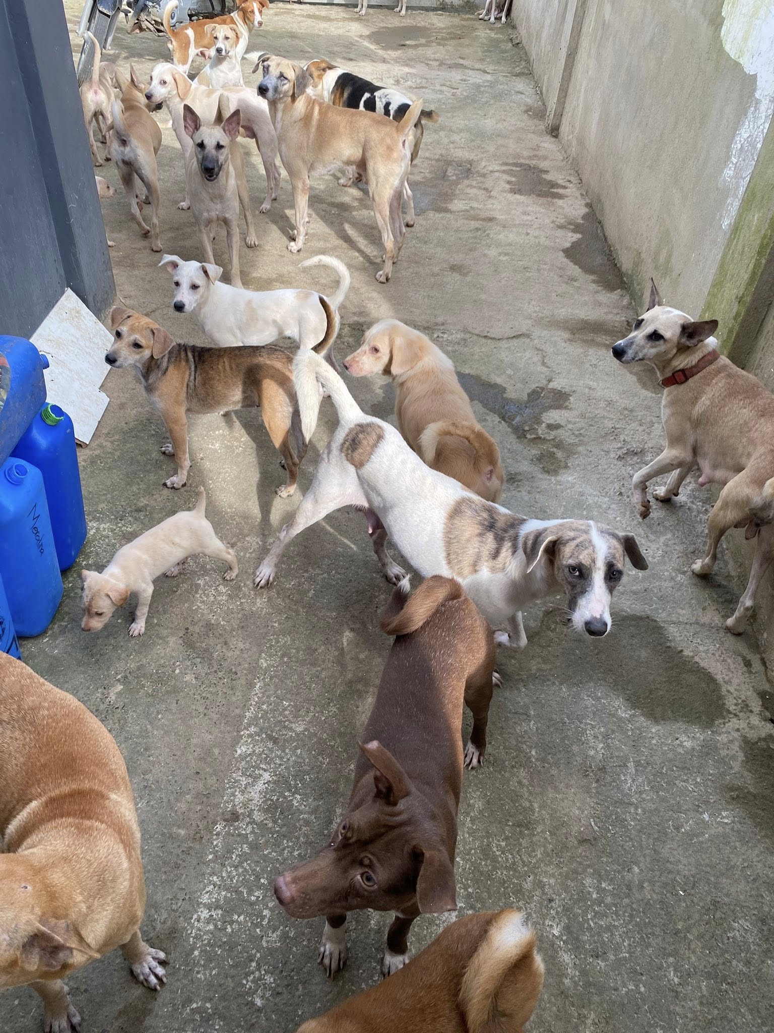 StrayMatters-rescuedDogs